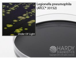 BUFFER CHARCOAL YEAST EXTRACT PLATE PK10