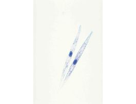 EUGLENA ACUS (WM) SLIDE LARGE EUGLENOID.