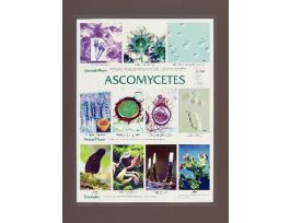 CHART ZYGOMYCETES 18 X 24 LAMINATED