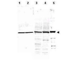 ALPHA-TUBULIN ANTIBODY 25UL