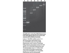KIT TAQ DNA POLYMERASE BIOTECH GRD 500U