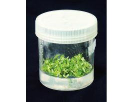 JAR PHYTA RD CONTNR CLR AUTCLV PC CS50