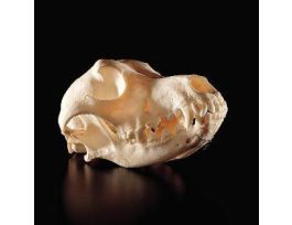 CANINE SKULL ADULT NATURAL JAW HINGED