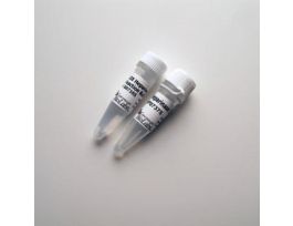 BACTEROIDES HEPARINASE III - 3