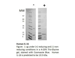 100-144-500UG HUMAN IL-16