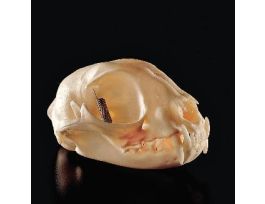 CAT SKULL ADULT NATURAL JAW HINGED