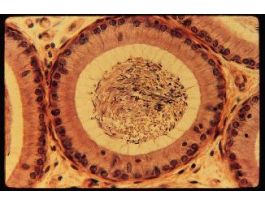 EPIDIDYMIS (SECT) H&E SLIDE (PRIMATE)
