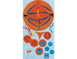 KIT MITOSIS MANIPULATIVES