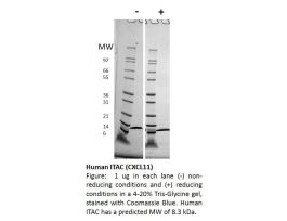 100-128-500UG HUMAN I-TAC / CXCL11