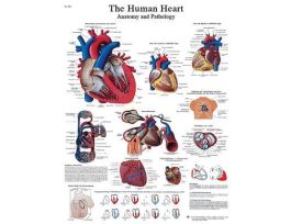 CHART HEART