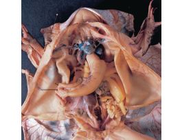 2X INJ GIANT 4.5 +GRASSFROG PL/50 PM