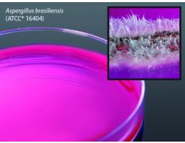 MEDIUM ROSE BENGAL AGAR W/CMP PLTD PK10