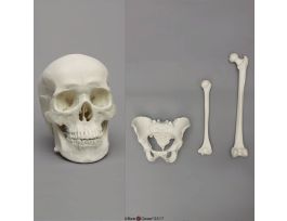 MODEL SET M SKULL PELVIS FEMUR HUMERUS