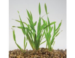 Live Eel Grass (Corkscrew