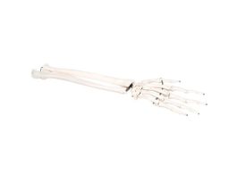 MODEL ARTIC PLAS HAND W/ RADIUS&ULNA