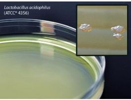 MEDIUM LACTOBACILLI MRS AGAR PLTD PK10