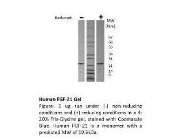 RECOM E.COLI HUMAN FGF-21 >/=95% 5UG
