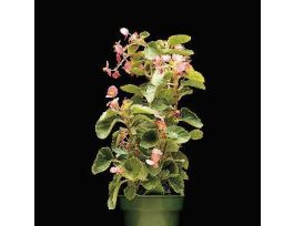 LIVE BEGONIA
