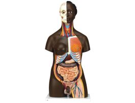 MODEL AFRICAN TORSO DUAL-SEX