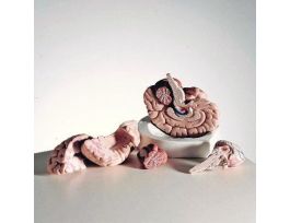 MODEL DLX 8 PRT BRAIN