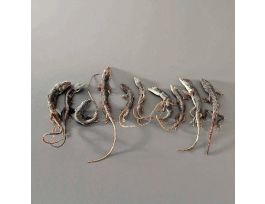 AMERICAN CHAMELEON (ANOLIS) JAR/10 PM