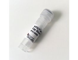 M7G(5')PPP(5')A RNA CAP - 5 UM