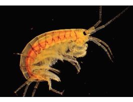 LIVE AMPHIPODS 30 STUDENTS