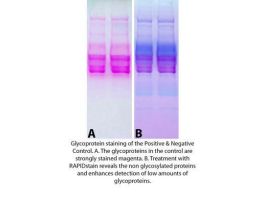 KIT GLYCOPROTEIN STAINING 10 MINI GEL