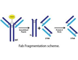FAB FRAGMENTATION KIT