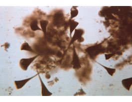 KINGDOM PROTISTA SET/25 WARDS