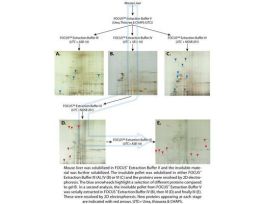 BUFFER REHYD EXTRACTION IV FOCUS 50ML