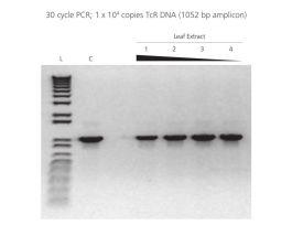 ACCUSTART II PCR TOUGH 4000RXN
