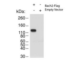 BACH2 ANTIBODY 25UL