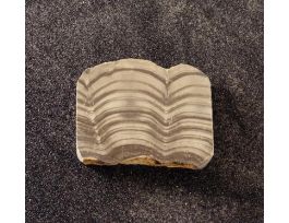 ALGAL DOLOMITE STUDY SLAB (SIL.)