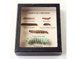 CATERPILLER COMPARISON RIKER MOUNT