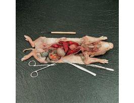 FETAL PIG ECO .UNDER 7 IN. PKG/10
