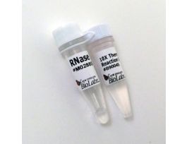 RNASE HII 1,250 UNITS 1250UN