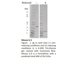 200-20AF-500UG MOUSE IL-5 (AF)