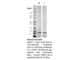 100-123-500UG HUMAN GRO-BETA / CXCL2