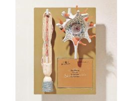 MODEL NEURON 40CMX28CMX14CM