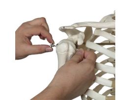 MODEL SKELETON ROD MOUNT