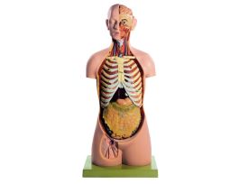 MODEL MALE OPEN BACK TORSO WITH HEAD-SP