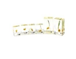 EMBEDMENT BIO KIDS CORN GERMINATION