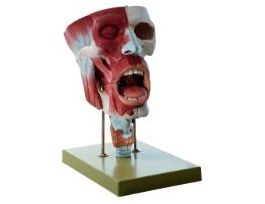 MODEL CAV NOSE MOUTH THROAT LARYNX-SP