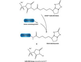 HOOK NHS-DPEG4 -BIOTIN (MICRO)