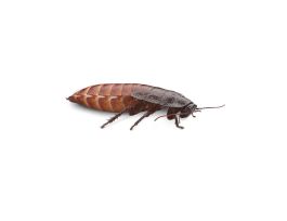GIANT HISSING ROACH GROMPHADORHINA PM