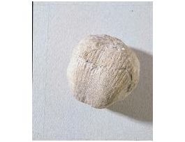 DICTYOCLOSTUS BASSI (PERM.)