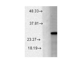 CAV BETA 2 ANTIBODY 100UG