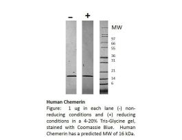 100-36-500UG HUMAN CHEMERIN