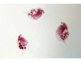 DAPHNIA-BROOD POUCH (WM)